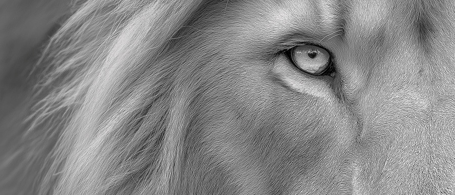 Flowing Mane puzzle preview